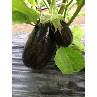 Семена баклажана Модар F1 ультраней, плод 21 см., (1000 нас.) Lark Seeds